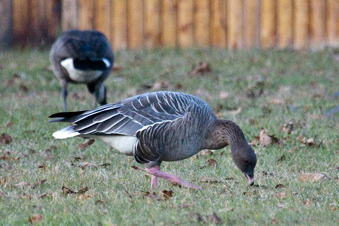 Pink-footed Goose, Sunken Meadow State Park, New York