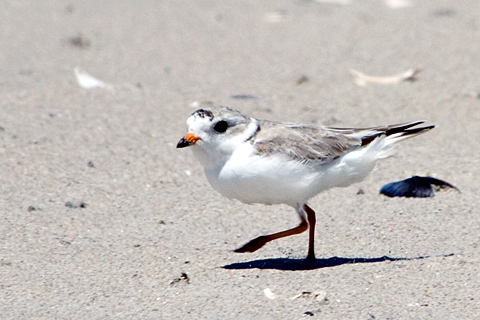 Piping Plover, Breezy Point, Gateway National Recreation Area, Queens, New York