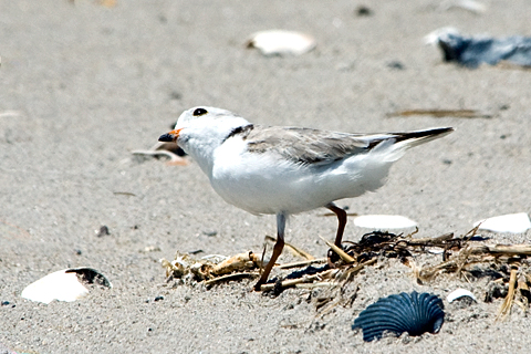 Piping Plover, Breezy Point, Gateway National Recreation Area, Queens, New York