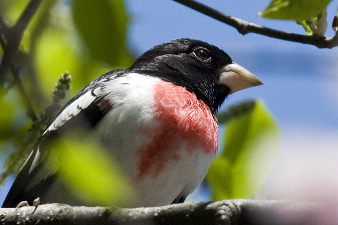 Rose-breasted Grosbeak in Prospect Park, Brooklyn, New York