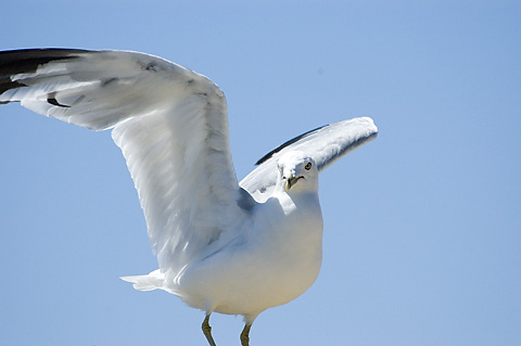 Ring-billed Gull, Great South Bay, Long Island, New York