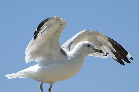 Ring-billed Gull, Great South Bay, Long Island, New York