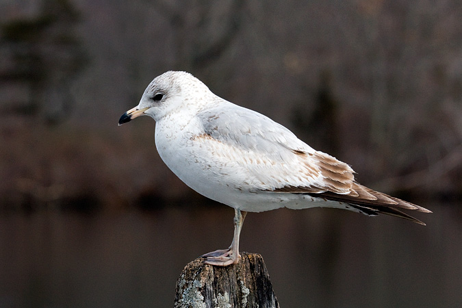 Ring-billed Gull, Saint John's Pond, Oyster Bay, New York