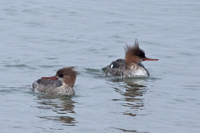 Female Red-breasted Mergansers, Jones Beach State Park, New York