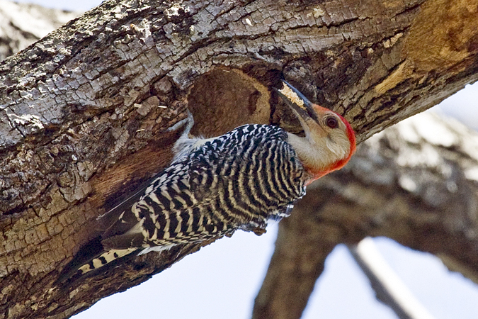 Male Red-bellied Woodpecker excavating hole, Prospect Park, Brooklyn, New York