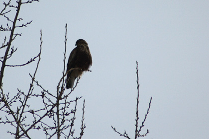 Rough-legged Hawk at Croton Point Park, New York