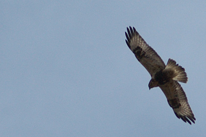 Rough-legged Hawk at Croton Point Park, New York