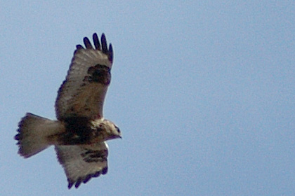 Rough-legged Hawk at Croton Point Park, New York