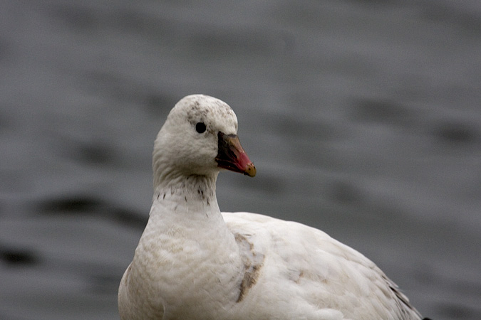 Ross's Goose, Camman's Pond Park, Merrick, New York