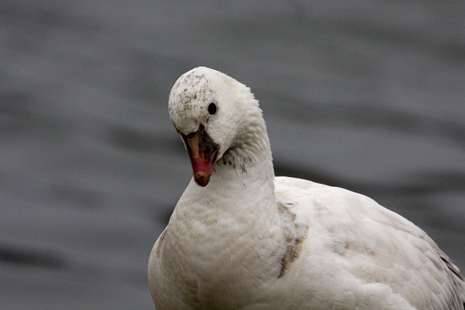 Ross's Goose, Camman's Pond Park, Merrick, New York