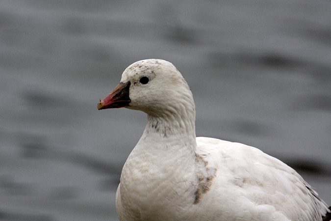 Ross's Goose, Camman's Pond Park, Merrick, New York