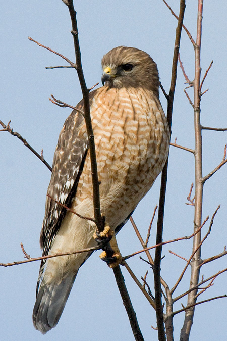 Red-shouldered Hawk, Bronx, New York