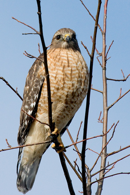 Red-shouldered Hawk, Bronx, New York