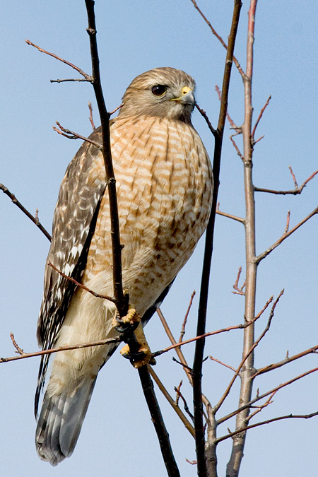 Red-shouldered Hawk, Bronx, New York