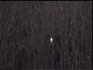 Albino Hawk