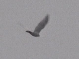 Flying Albino Red-tailed Hawk