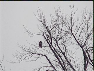 Albinino and "Regular" Red-tailed Hawks