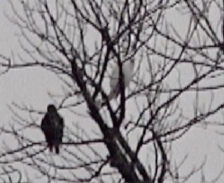 Albino and "Normal" Red-tailed Hawks