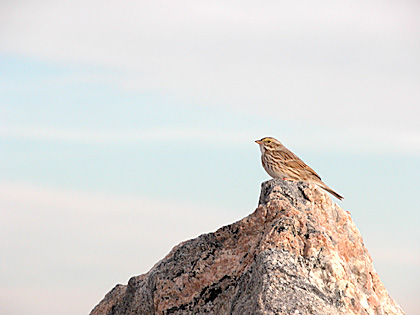 Savannah (Ipswich) Sparrow, Point Lookout, New York