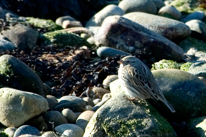 Savannah (Ipswich) Sparrow, Montauk, New York