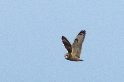 Short-eared Owl at Croton Point Park, New York