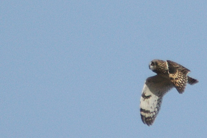 Short-eared Owl at Croton Point Park, New York