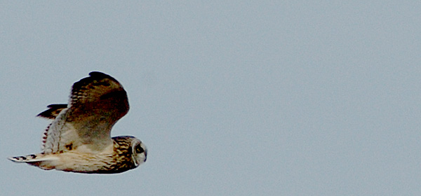 Short-eared Owl at Croton Point Park, New York