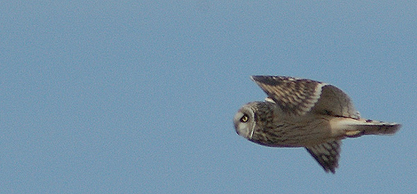 Short-eared Owl at Croton Point Park, New York