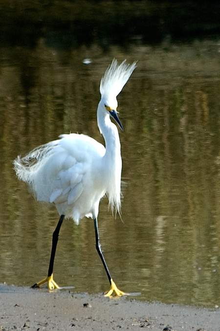 Snowy Egret, Stony Brook, New York