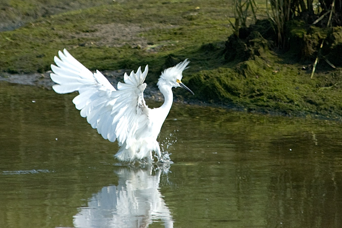 Snowy Egret, Stony Brook, New York