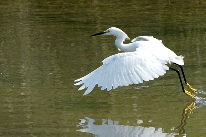 Snowy Egret, Stony Brook, New York