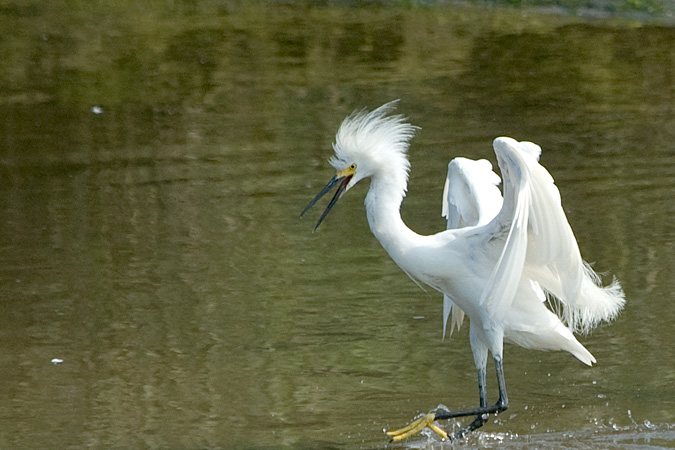 Snowy Egret, Stony Brook, New York