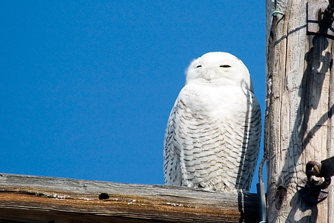 Snowy Owl at Piermont, New York