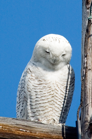 Snowy Owl at Piermont, New York