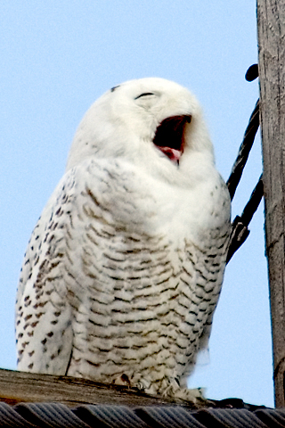 Snowy Owl at Piermont, New York