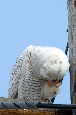 Snowy Owl at Piermont, New York