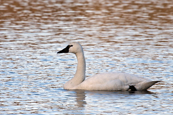 Tundra Swan, Massapequa Preserve, Massapequa, New York