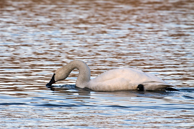 Tundra Swan, Massapequa Preserve, Massapequa, New York