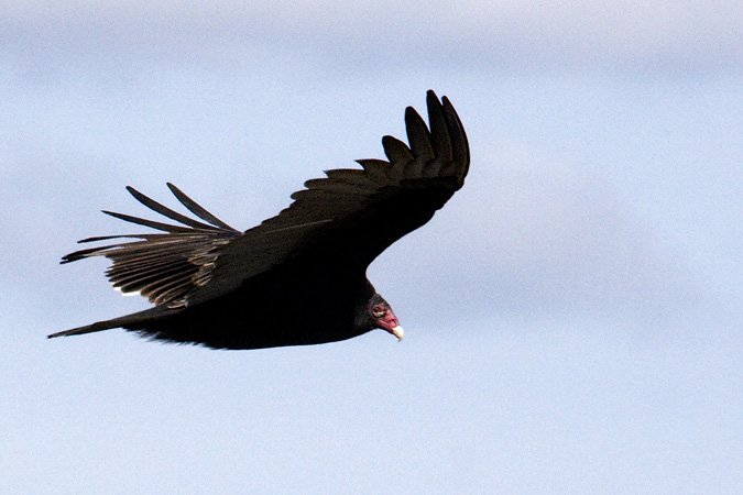 Turkey Vulture, Hook Mountain, New York