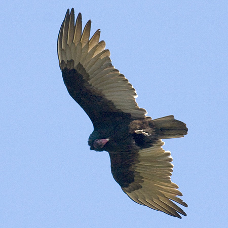 Turkey Vulture, Hook Mountain, New York