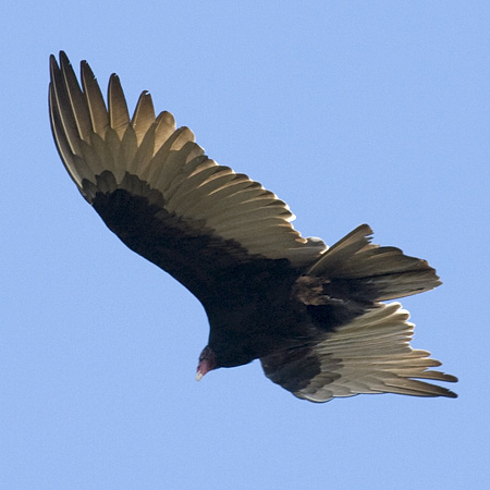 Turkey Vulture, Hook Mountain, New York