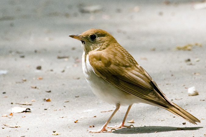 Veery in Central Park, New York City, New York