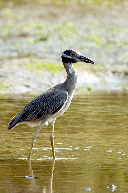 Yellow-crowned Night-Heron, Stony Brook, New York