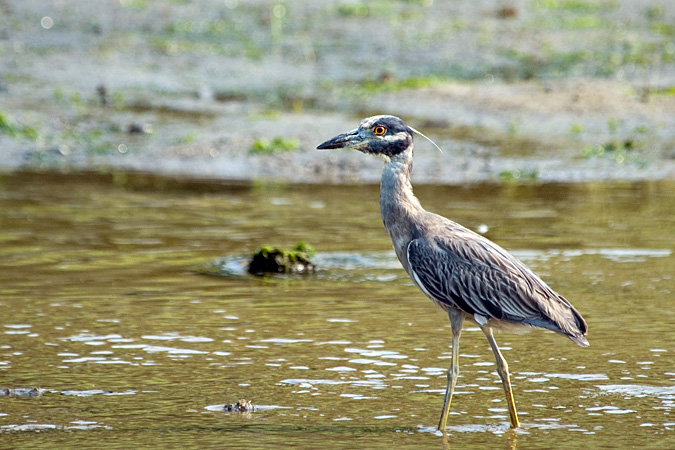 Yellow-crowned Night-Heron, Stony Brook, New York