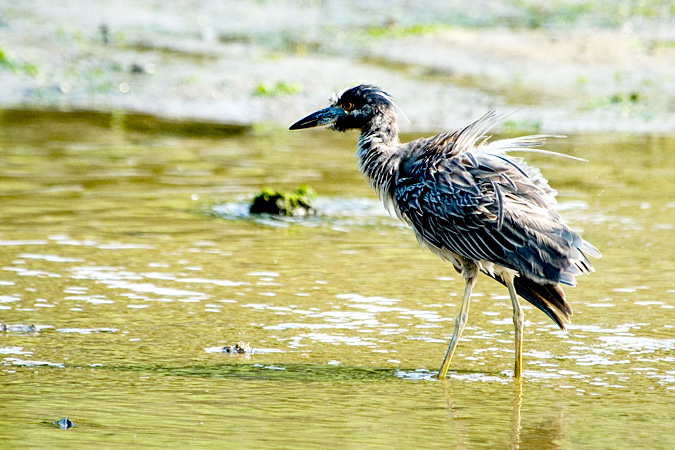 Yellow-crowned Night-Heron, Stony Brook, New York