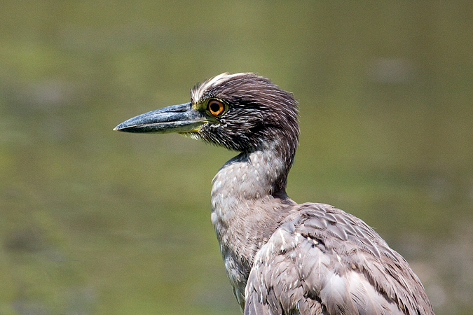 Juvenile Yellow-crowned Night-Heron, Jamaica Bay Wildlife Refuge, Queens, New York