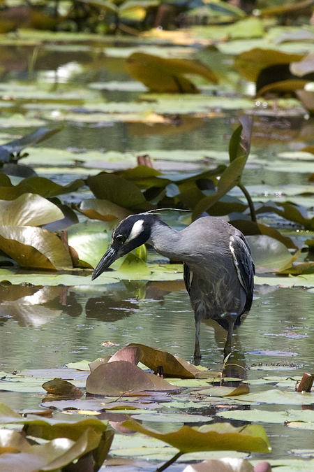 Yellow-crowned Night-Heron, Jamaica Bay Wildlife Refuge, Queens, New York