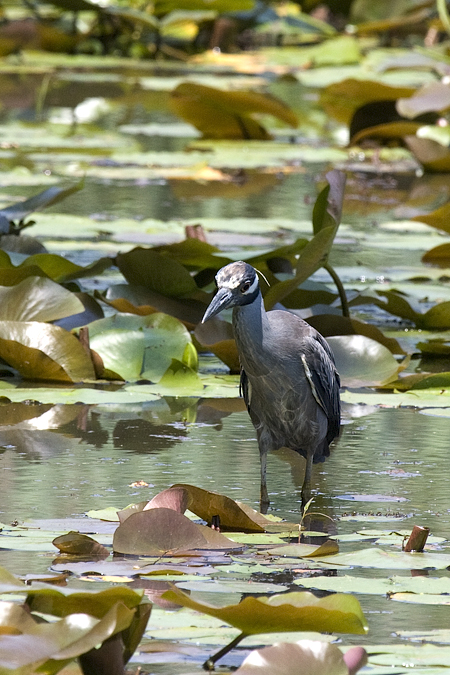 Yellow-crowned Night-Heron, Jamaica Bay Wildlife Refuge, Queens, New York