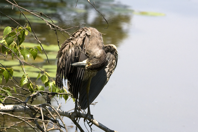 Juvenile Yellow-crowned Night-Heron, Jamaica Bay Wildlife Refuge, Queens, New York