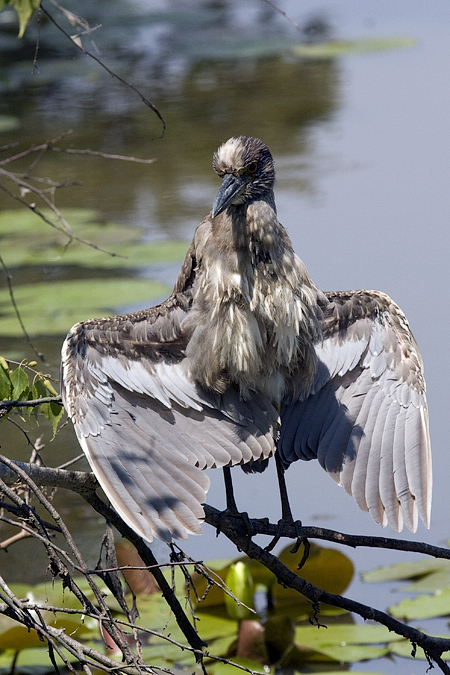 Juvenile Yellow-crowned Night-Heron, Jamaica Bay Wildlife Refuge, Queens, New York